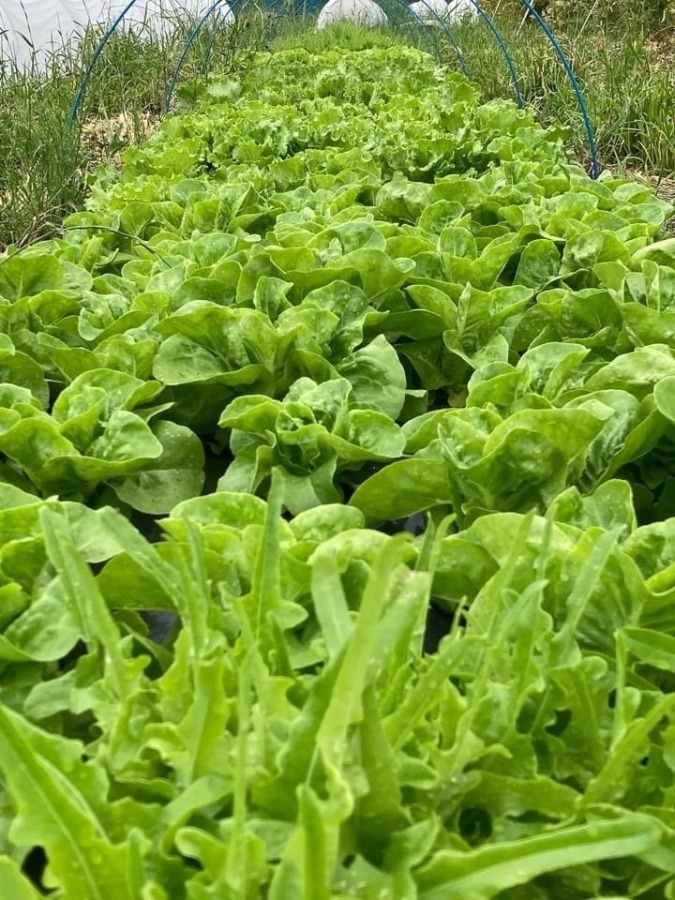 長岡天然野菜マーケット